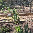 There was a plant sale at the local nursery this weekend. After the timely advice from Gardening Australia last night suggesting people don’t buy leafy greens that are too well […]